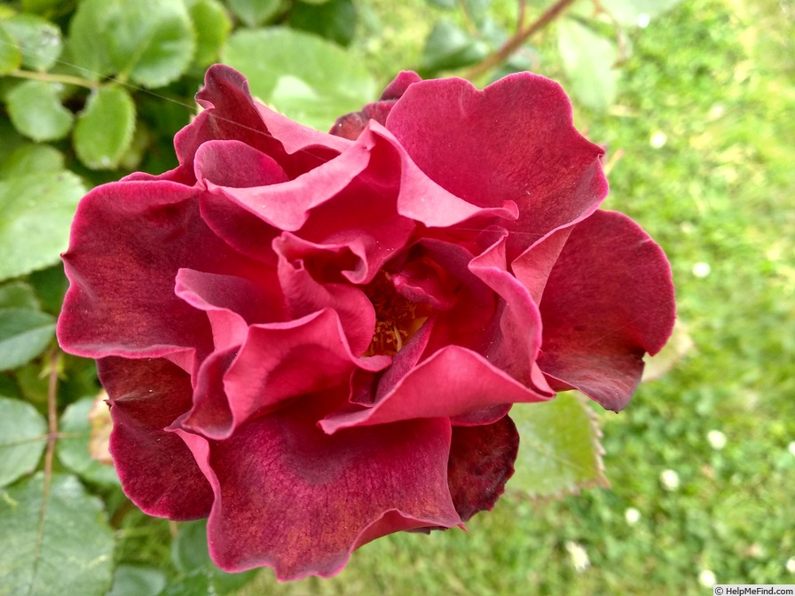 'Zeelandia' rose photo