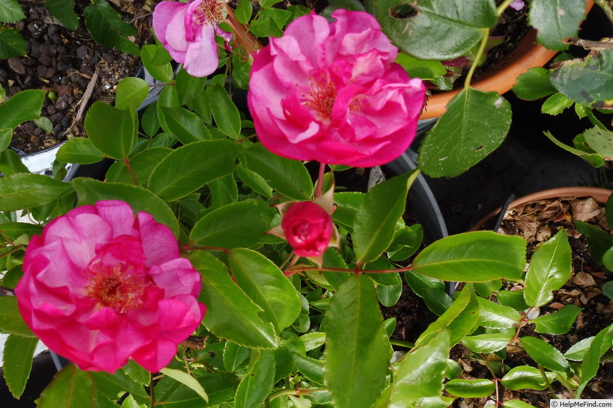 'Louis Blériot ®' rose photo