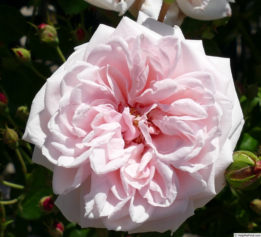 'Awakening (Large Flowered Climber, discovered by Jan Bohm, 1935)' rose photo