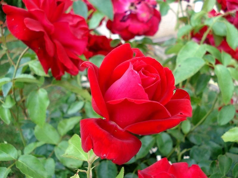 'Red Star ® (hybrid tea, Dickson, 1974)' rose photo