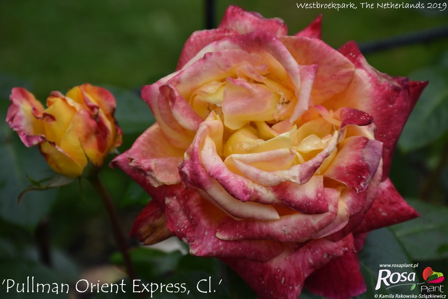 'Grimpant Pullman Orient Express ®' rose photo