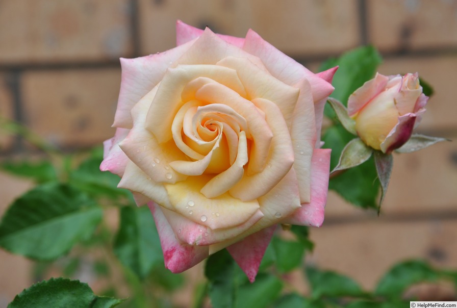 'HORurbane' rose photo