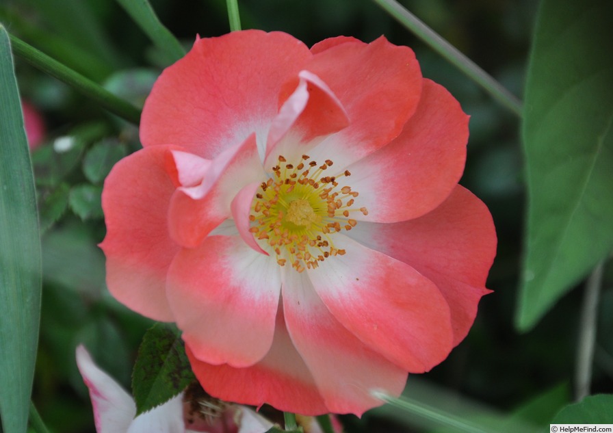 'CHEwvermay' rose photo