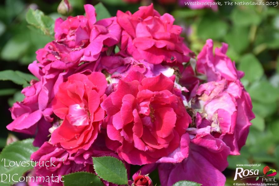 'Lovestruck ® (floribunda, Dickson, 2012)' rose photo