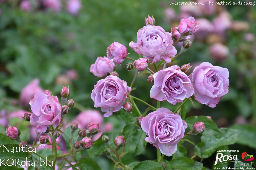 'Nautica ® (floribunda, Kordes, 2005)' rose photo