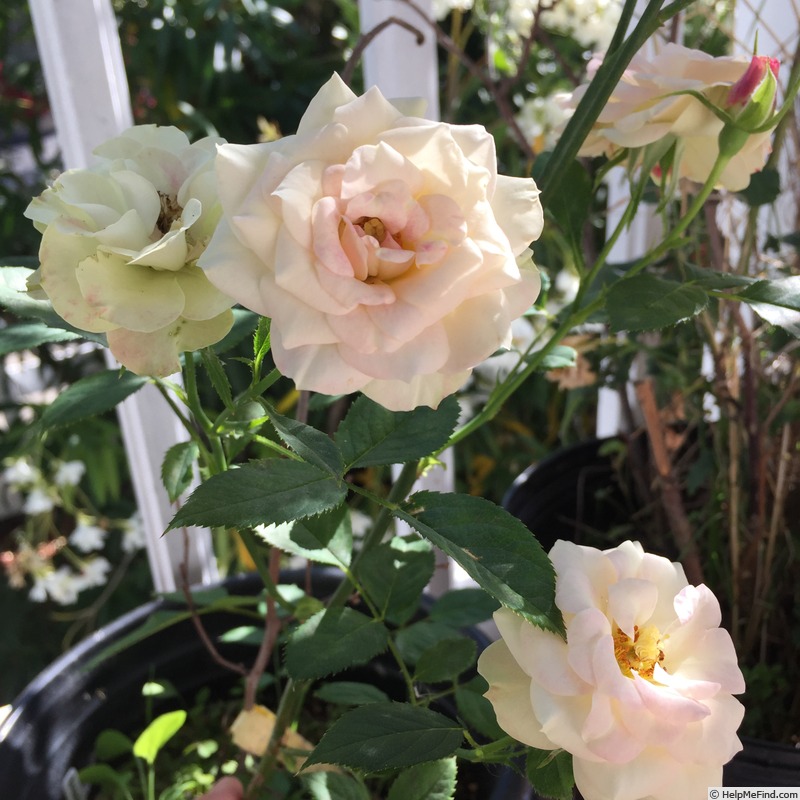 'Rainforest' rose photo