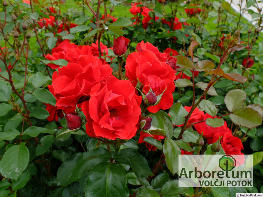 'Andalusien ® (floribunda, Kordes 1976)' rose photo