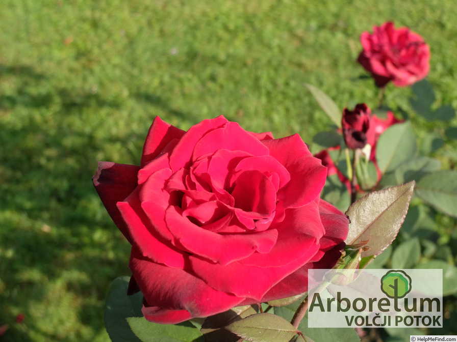 'Barkarole ® (hybrid tea, Evers 1988)' rose photo