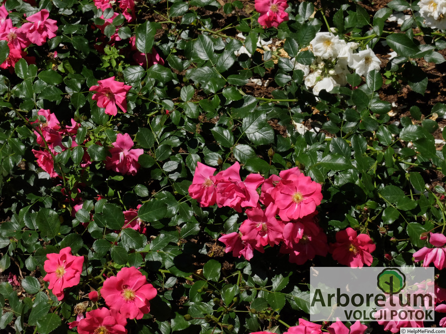 'Sommermärchen ® (shrub, Kordes before 1991)' rose photo
