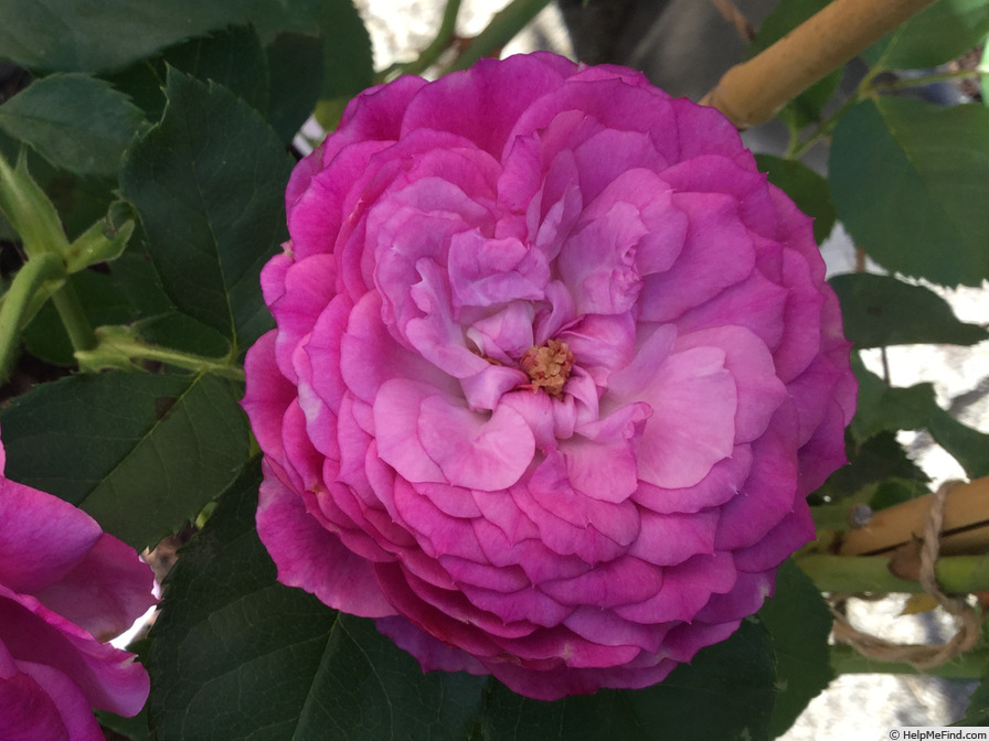'Eufemia' rose photo