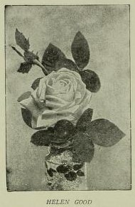 'Helen Good' rose photo