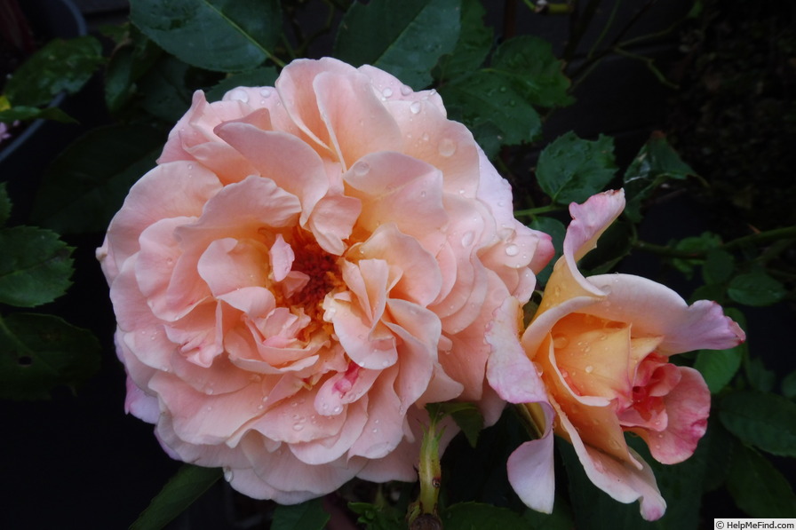 'Augusta Luise ® (Hybrid Tea, Evers, 1999)' rose photo