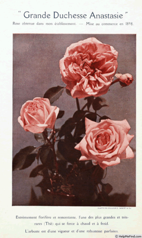 'Grande Duchesse Anastasie' rose photo