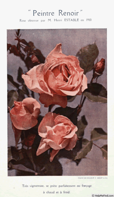 'Peintre Renoir' rose photo