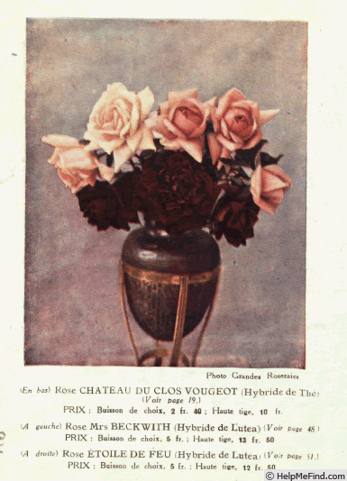 'Château de Clos Vougeot' rose photo