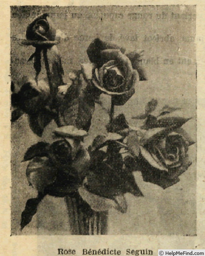 'Bénédicte Seguin' rose photo