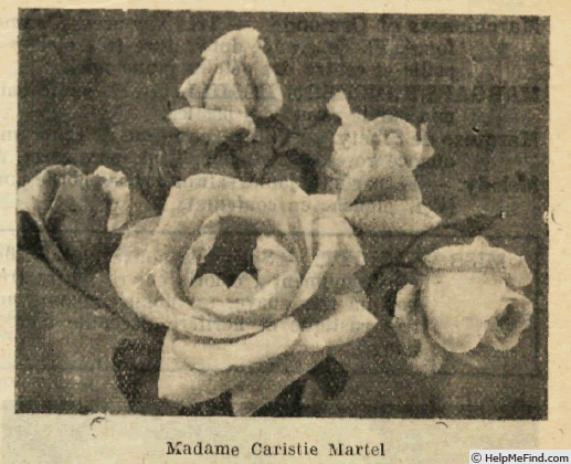'Madame Caristie Martel' rose photo