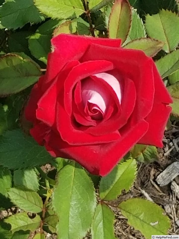 'Grateful Heart' rose photo
