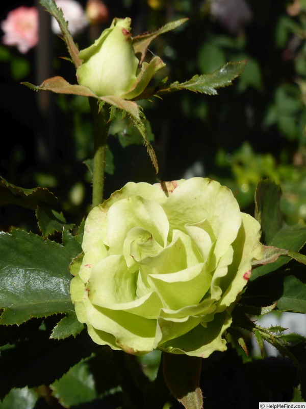 'Green E Rose' rose photo