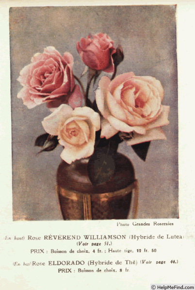 'Eldorado (hybrid tea, Howard & Smith, 1923)' rose photo