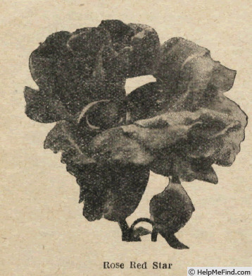 'Red Star (hybrid tea, Verschuren before 1917)' rose photo