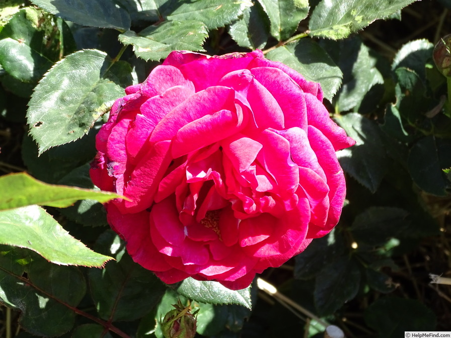 'Sweet Spirit' rose photo