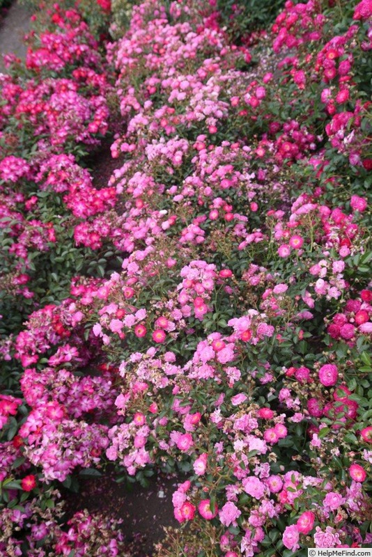 'Pink Ricco Amorina ®' rose photo
