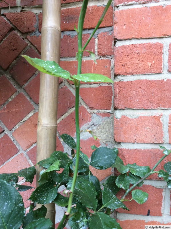 'Columbia (hybrid tea, Hill, 1916)' rose photo