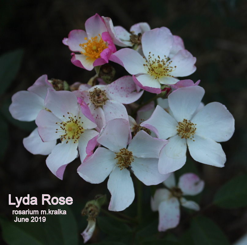 'Lyda Rose' rose photo