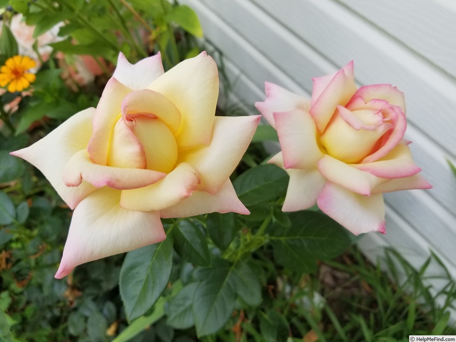 'Peace (hybrid tea, Meilland 1935)' rose photo