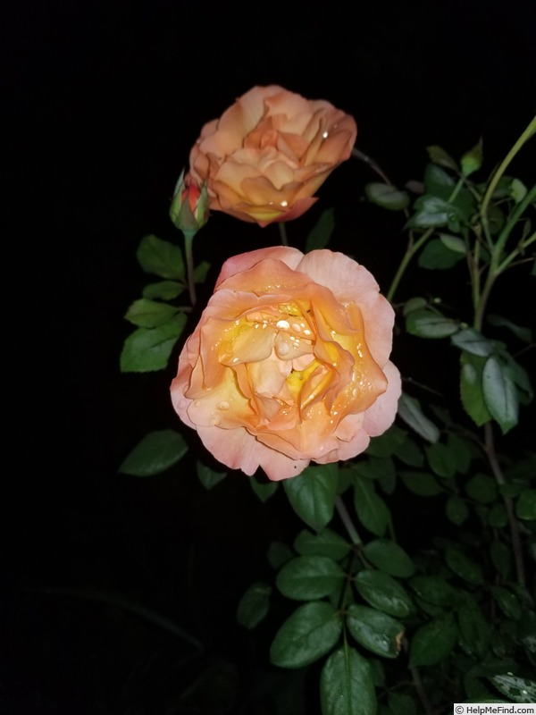 'Lady Emma Hamilton' rose photo