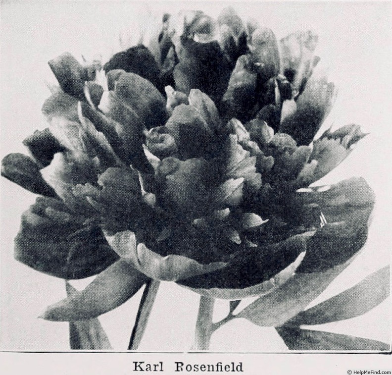 'Karl Rosenfield' peony photo