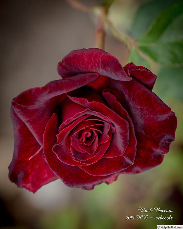 'Black Baccara ™' rose photo