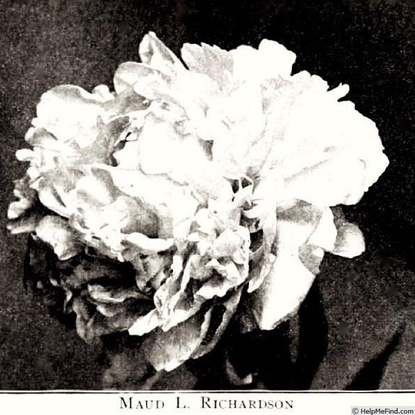 'Maud L. Richardson' peony photo