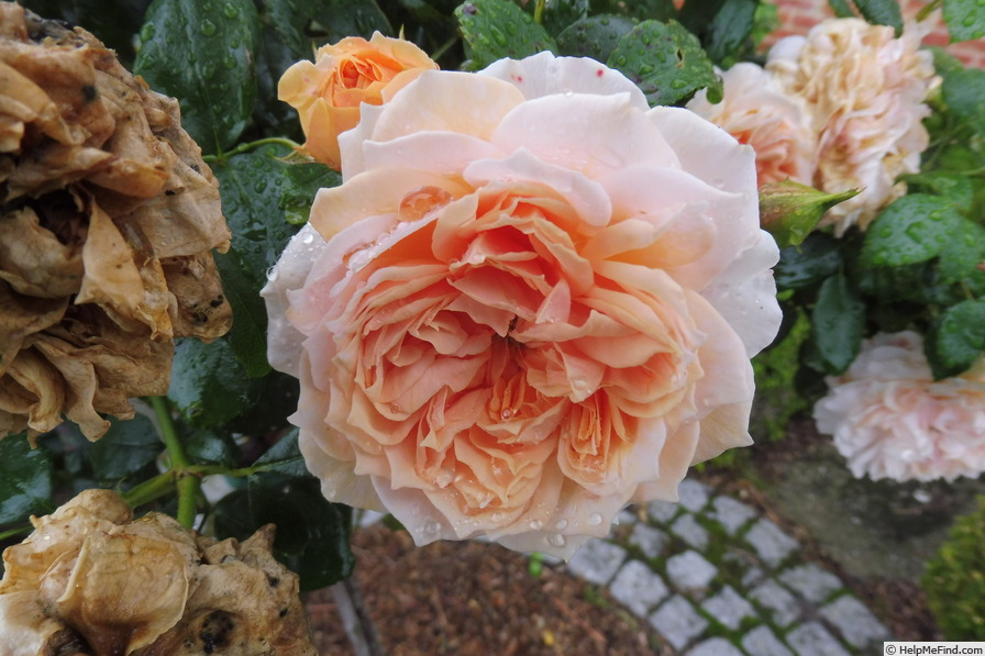 'Garden of Roses ®' rose photo