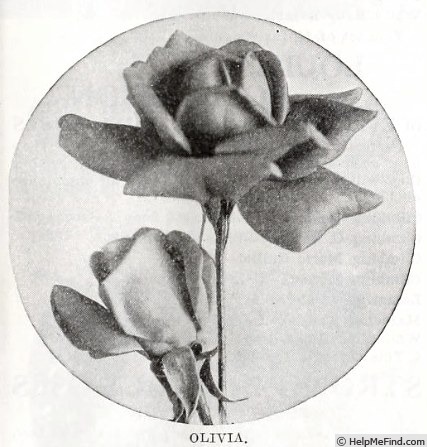 'Olivia (hybrid tea, Hill, 1907)' rose photo