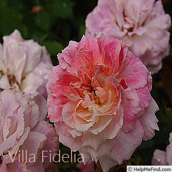 'Villa Fidelia ®' rose photo