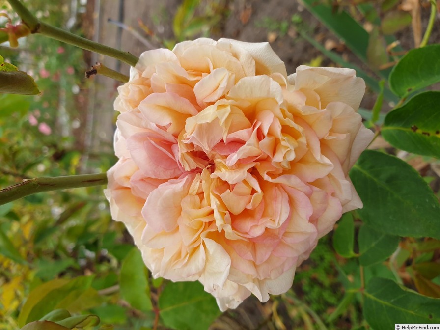 'Adrienne Christophle' rose photo