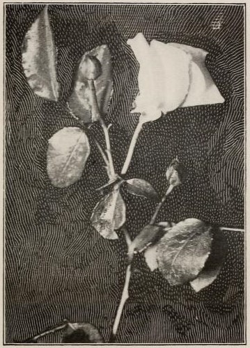 'Buttercup (California Rose, Co, 1908)' rose photo