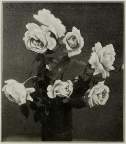 'Antoine Rivoire (hybrid tea, Pernet-Ducher, 1895)' rose photo