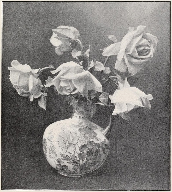'Devoniensis (Tea, Foster, 1838)' rose photo