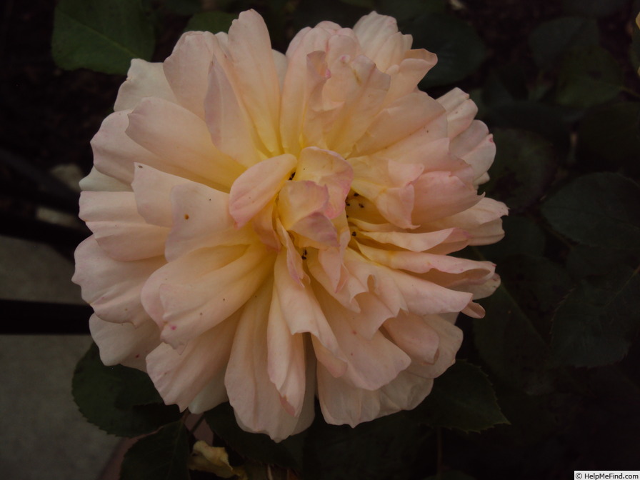'Dame Judi Dench (shrub, Austin before 2017)' rose photo