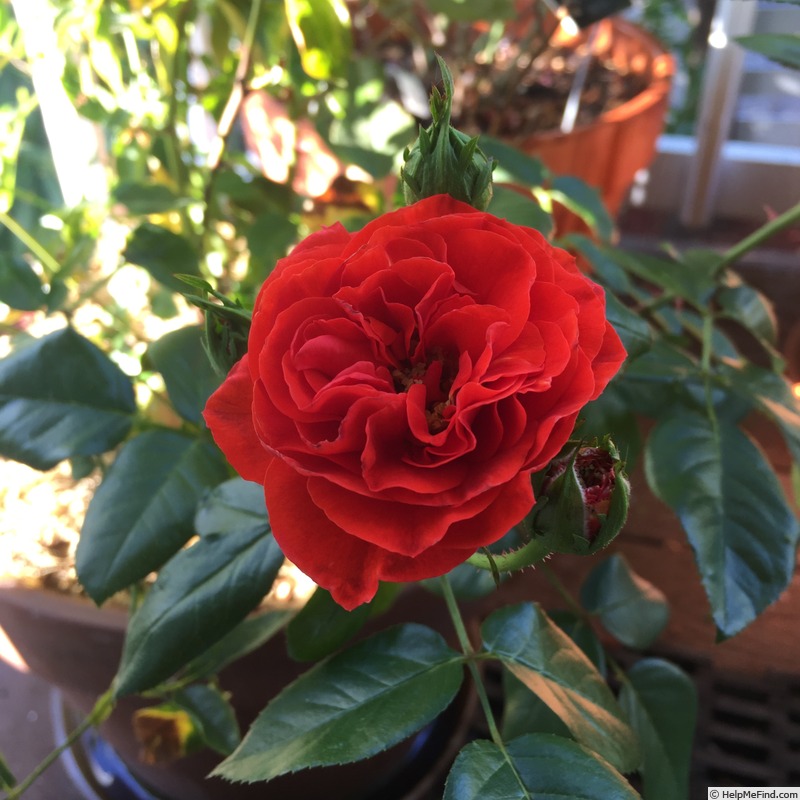 'Brown Velvet' rose photo