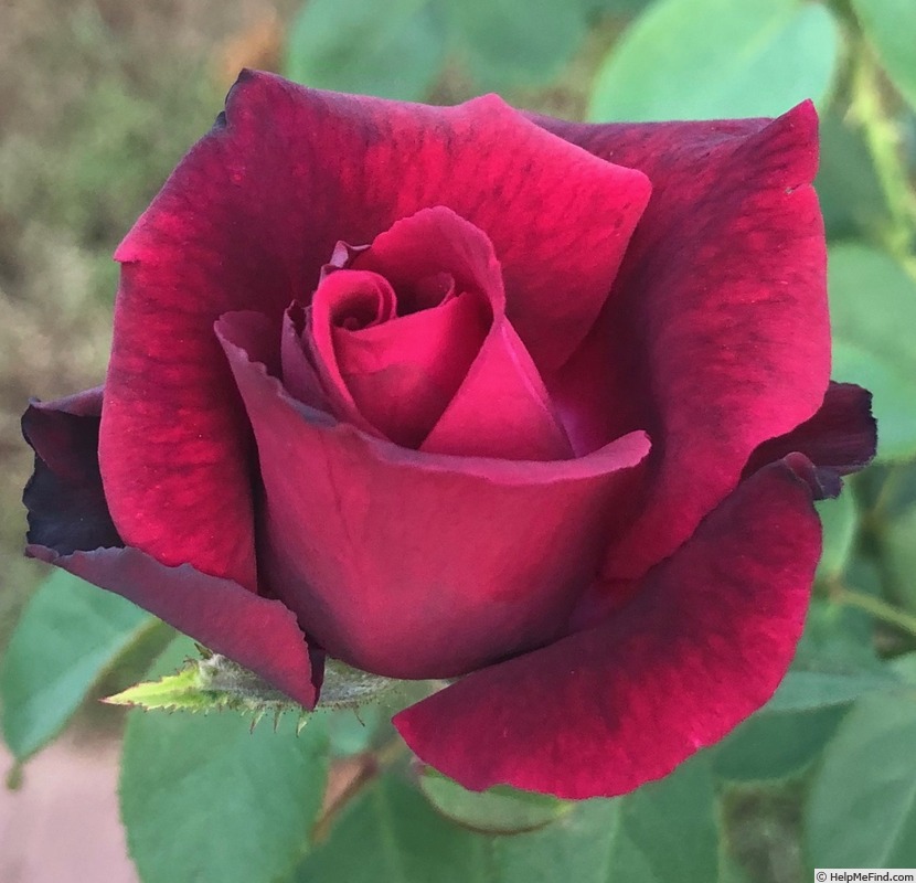 'Dark Desire' rose photo