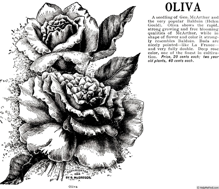 'Oliva' rose photo