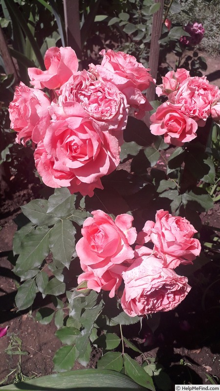 'Rose Corona' rose photo