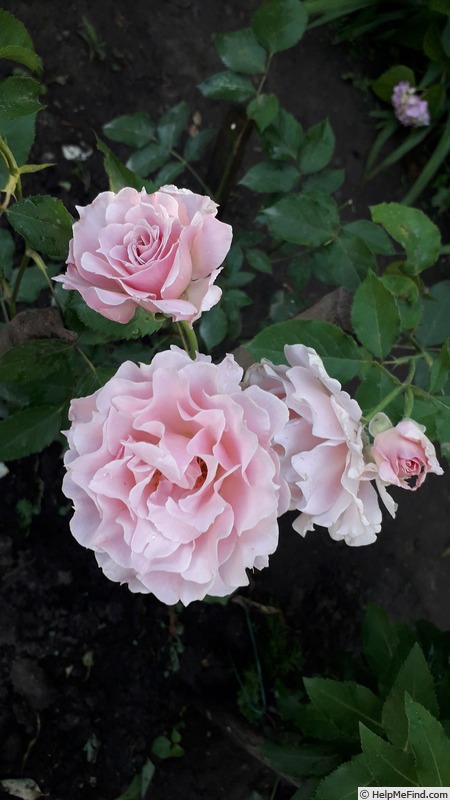 'La Mariée' rose photo
