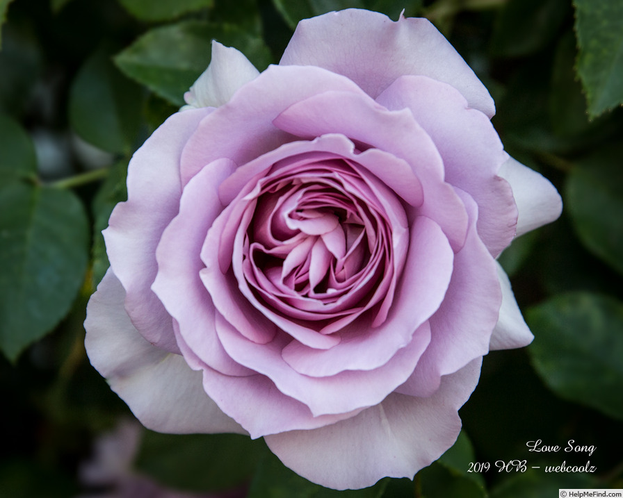 'Love Song (floribunda, Carruth 2011)' rose photo