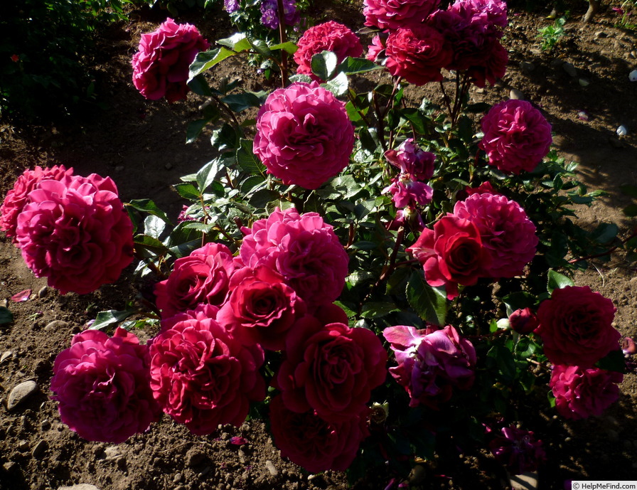 'Bellevue ® (hybrid tea, Kordes 2006)' rose photo