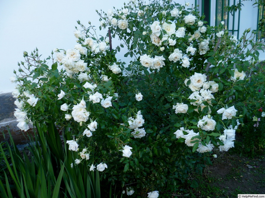 'Alaska ® (climber, Kordes, 2005/14)' rose photo